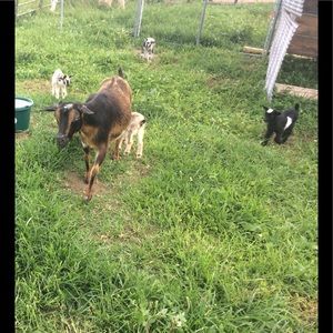 Meet your Posher, Lexi